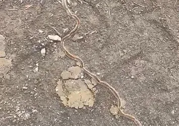 Tekirdağ'da korku yaratan görüntü! Zehirli tırtıl konvoyu