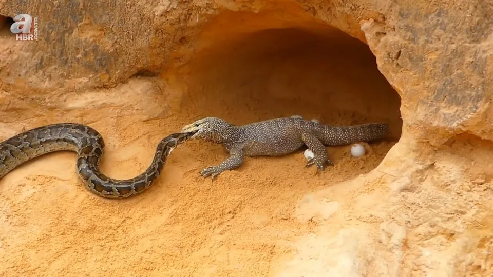 Piton ile yavrularını koruyan komodo ejderinin ölüm kalım savaşı! Her şey bitti derken öyle bir şey oldu ki...