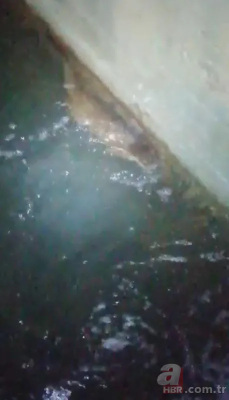 Eğirdir Gölü'nde ortaya çıktı! Kırmızı listede yer alıyor avlanması yasak 2