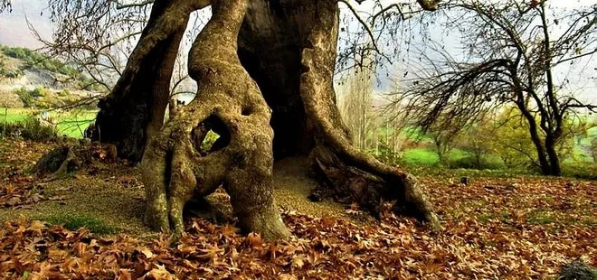 Bin yıllık çınar ağacı, yıllara meydan okuyor