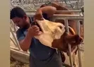 Kurbanlık hayvana içki içirdiler