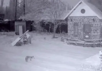 Kümese giren tilki tavuğu ağzıyla kapıp böyle kaçtı