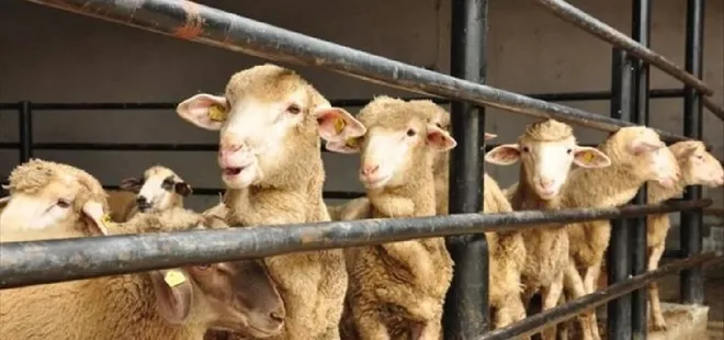 Kurban Bayramı tatili kaç gün olacak?