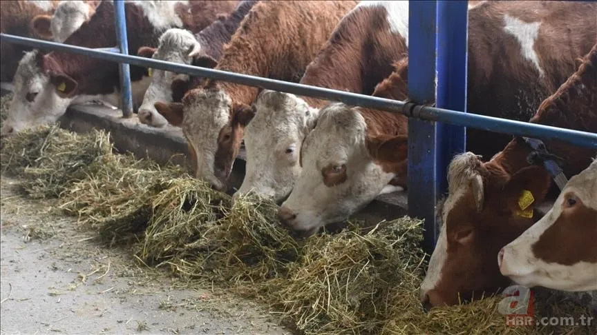 Hayvan pazarları neden kapatılıyor? Şap hastalığı nedir, tehlikeli mi? İnsana bulaşır mı, belirtileri neler? 3