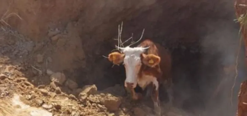 Obruğa düşen ineği AFAD ekipleri kurtardı