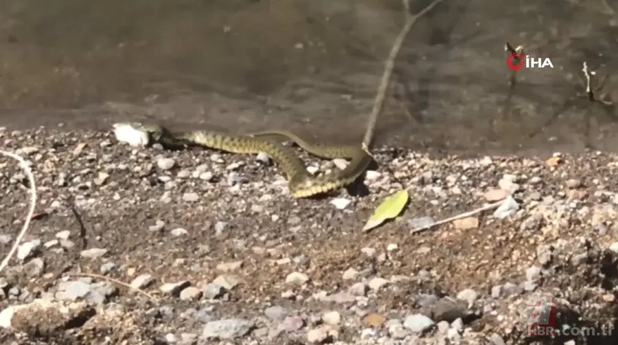 Avlayıp metrelerce ağzında böyle taşıdı! Amatör balıkçılar görüntüledi 6
