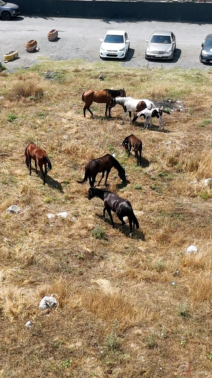 İstanbul'da şimdi de sahipsiz 'sokak atları' sorunu! Sürü halinde dolaşıp çöpleri karıştırıyorlar, trafiği birbirine katıyorlar 4