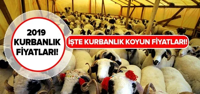 Kurbanlık koyun fiyatları ne kadar? 2019 küçükbaş kurbanlık fiyatları belli oldu!