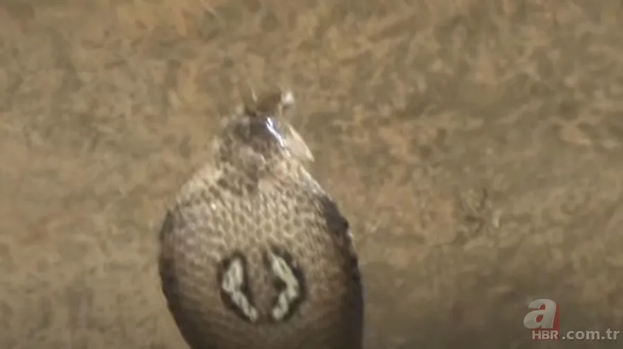 Yılan gösterisi için kobra seçen adam rahatlığıyla hayretler içinde bıraktı! 7