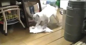 Paspasçı kedi iş başında!