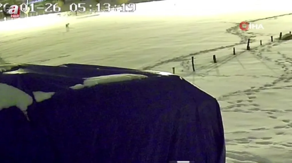 Aç kalan kurtlar köpeği parçaladı