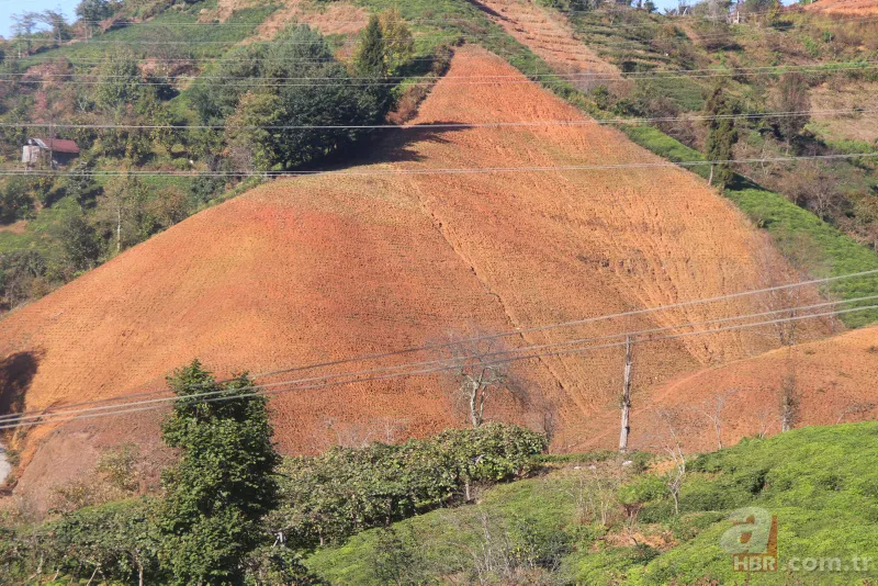 Tarladaki ürünleri tek tek söküyorlar! Uzman isim uyardı: Sıkıntı yaşarız 3