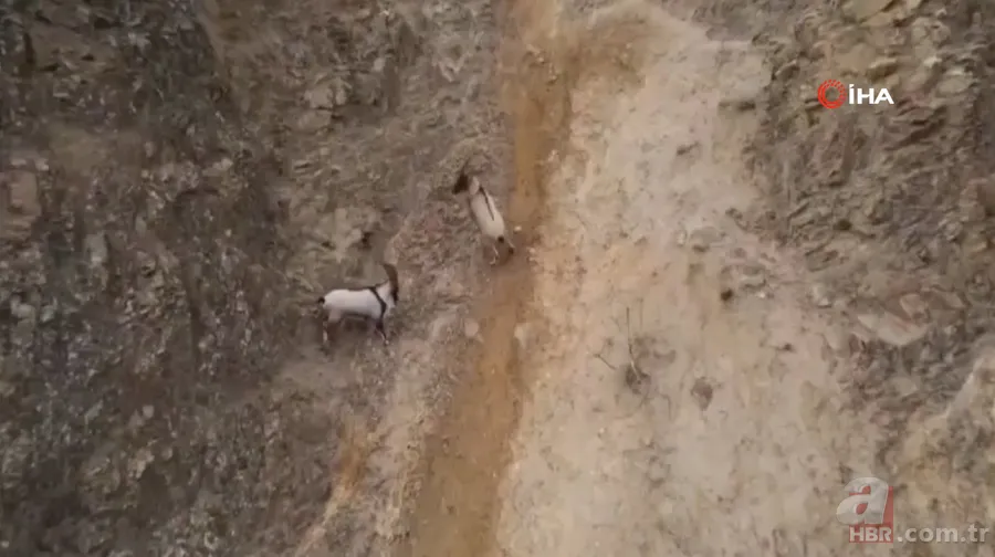 O ilimizde sürü halinde ortaya çıktılar! Karlı dağları aşarak… 7