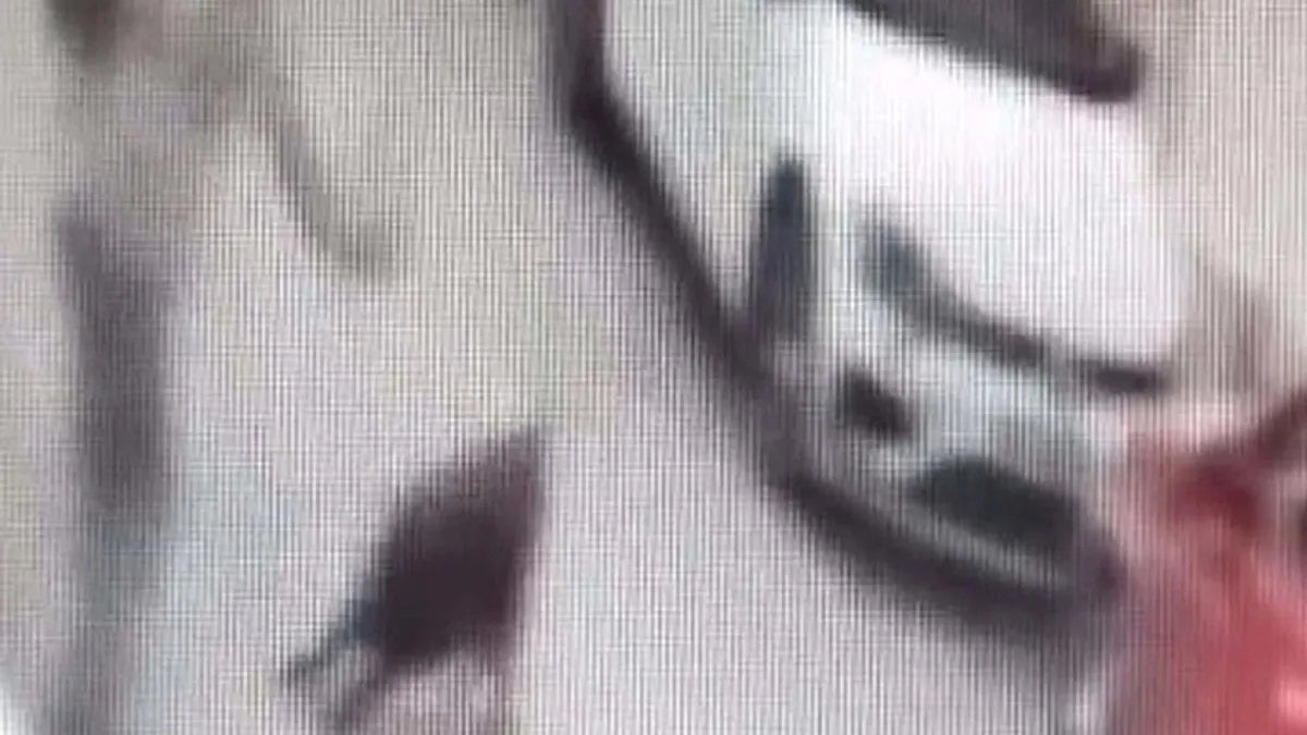 İzmir'de sokak köpeğine kemerle vurmuştu! O şüpheli gözaltında