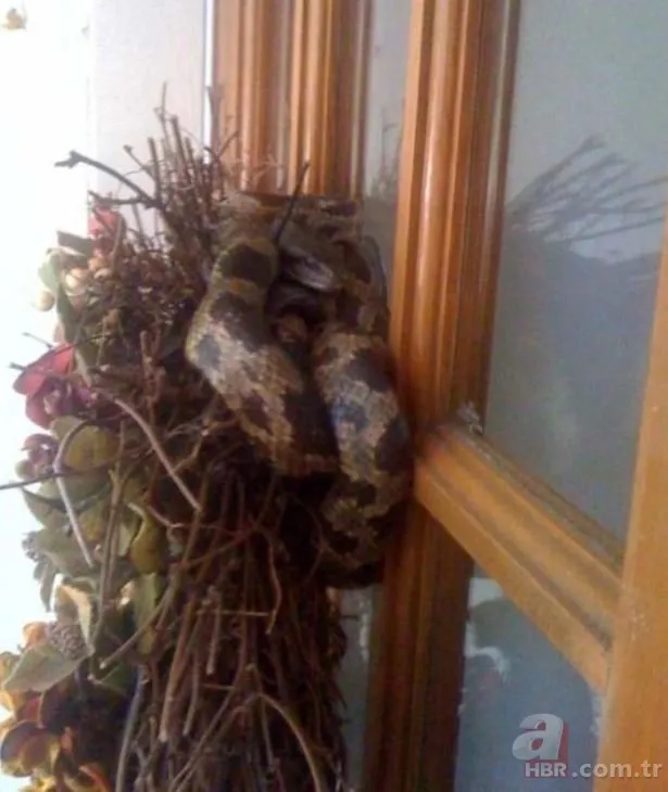 yilan adasi ni andiriyor burasi brezilya degil turkiye de bir il