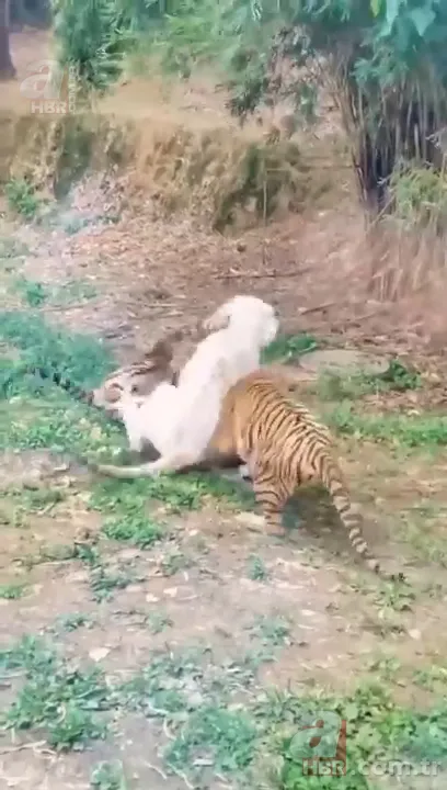 Beyaz aslan ve kaplanın karşılaşması nefesleri kesti! (Aslan Kaplan kavgası) 13