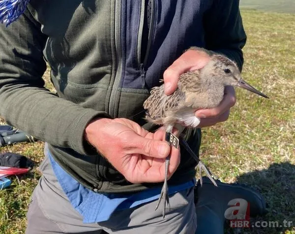 Mola vermeden 13 bin kilometre uçtu! İşte dünyanın en dayanıklı kuşu 3