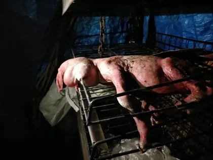 Ahıra girince gözlerine inanamadı! Koyunun doğurduğu kuzuyu görünce dehşete düştü 🐑 Yüzü ve tüyleri...