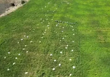 Kilis’te en acı hasat başladı