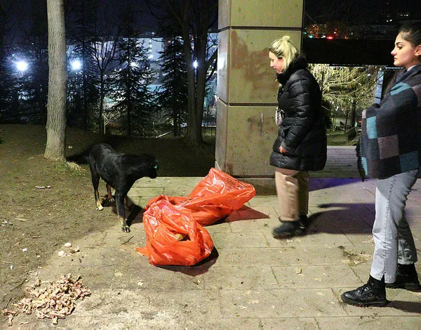 1644521107613.jpg Ankara'da 8 köpek ölü bulundu! Zehir verildi iddiası... - 2