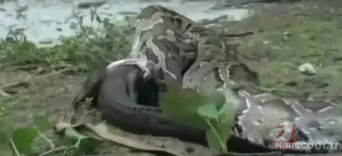 Dev piton timsahı yutmaya kalkıştı! Görenler inanamadı... 11