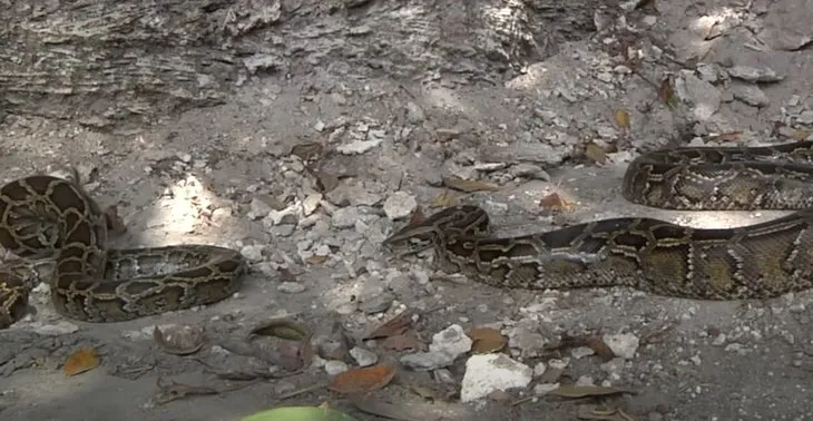 Dev piton fare avlayan yılanı yedi! Daha önce böylesi görülmedi