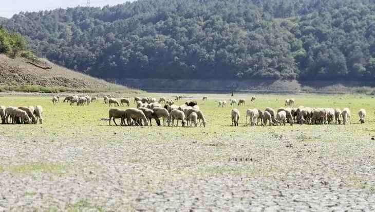 İstanbul için korkutan tablo! Göl tamamen kurudu artık koyunlar otluyor