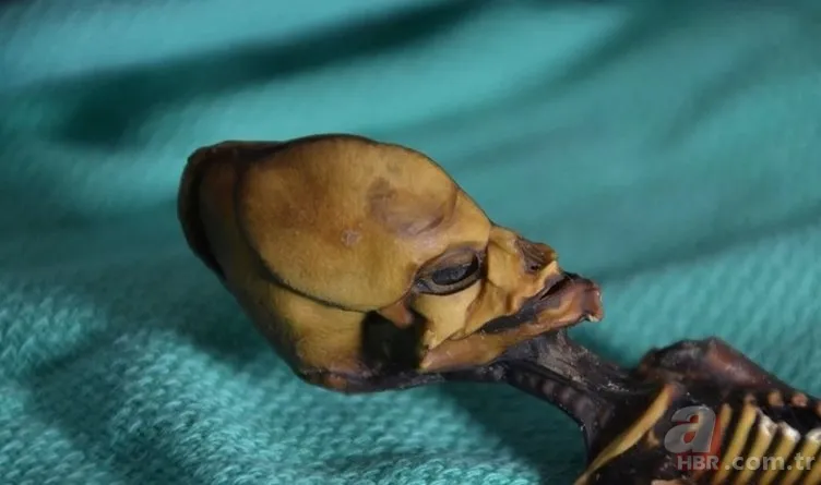 Gizemli iskeletin sırrı çözüldü! Uzaylıya mı ait? UFO teorileri üzerinde duruluyordu… Gerçek bambaşka çıktı 3