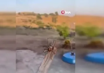 Batman'da dev etçil çekirge görüldü