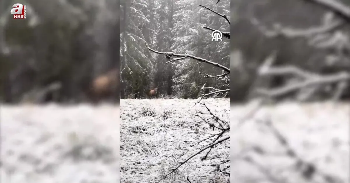 Karlı ormanda yürüyen kızıl geyik kamerada