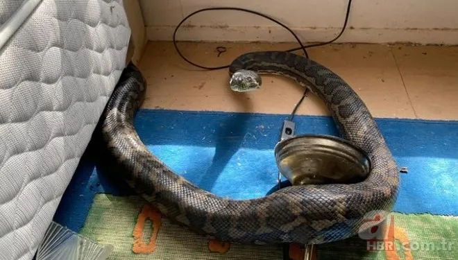 2 dev piton evin çatısını çökerterek mutfağa düştü! 2 piton ve ev sahibi... 3