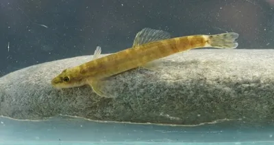 Nesli tükendi denen balık Batman’da ortaya çıktı