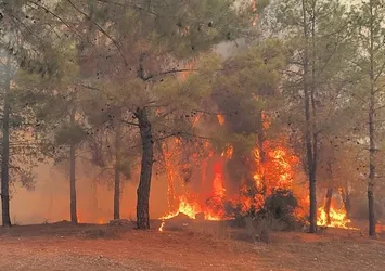 Antalya'da bu yıl 118 orman yangını çıktı