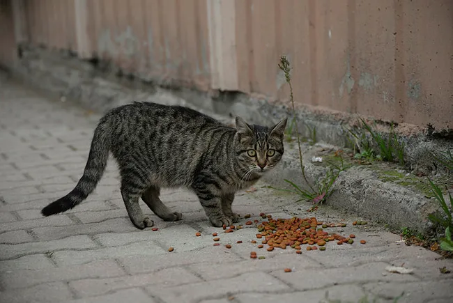 Mersin'de dehşete düşüren olay! 15 kedi zehirlenerek telef edildi - 4