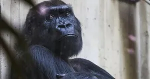 Dünyanın en yaşlı gorili öldü