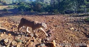 Merak uyandıran an! O ilde görüntülendi