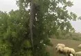 Koyunlar korkuyla kaçışmaya başladı! 2,5 metrelik dev yılan…