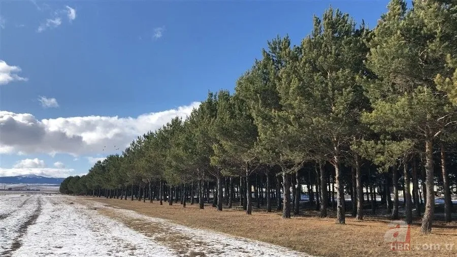 Bozkırın ortasında yemyeşil doğa! Hayran bırakan görüntüler 8