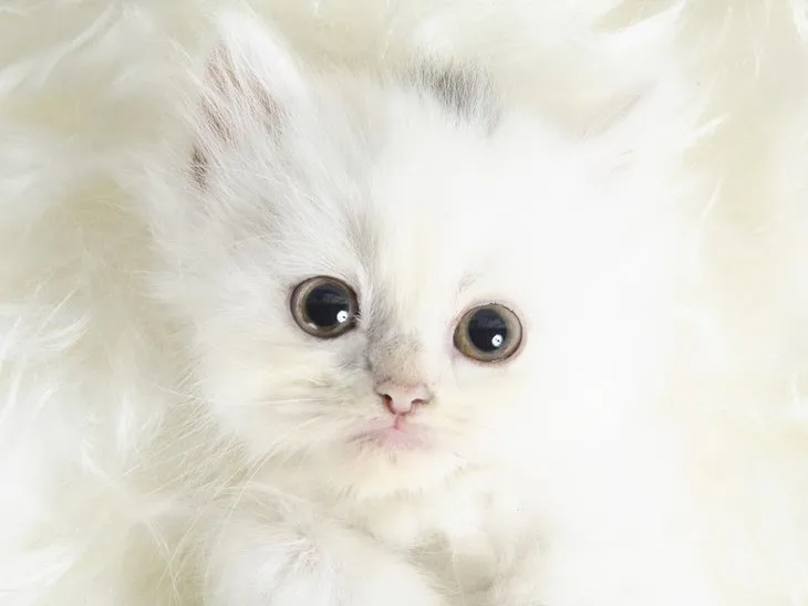 En iyi en güzel kedi fotoğrafları