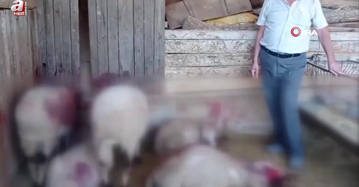 Gece ağıla giren kurt, 8 kuzuyu telef etti