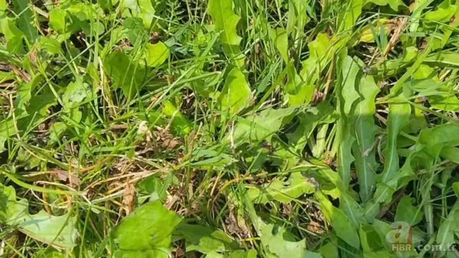 Optik illüzyon: Otların arasından çekirgeyi 8 saniyede bulabilir misin? 10 kişiden 9’u başarısız oluyor 1