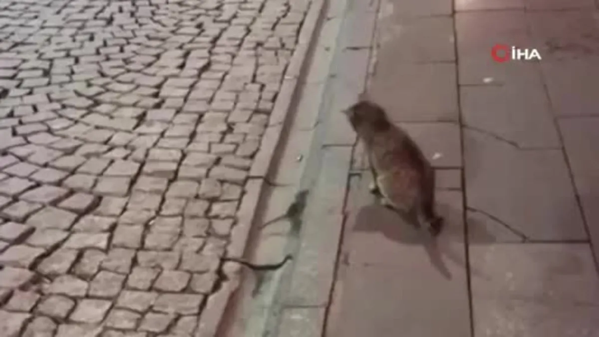 Gümüşhane’de kedi fare ile böyle oynadı