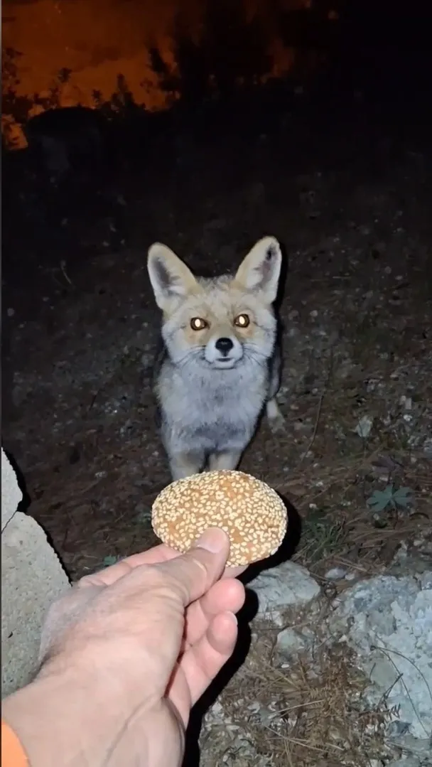 gecenin-karanliginda-gelen-surpriz-misafir-firinci-elindeki-kombeyi-uzatinca-olanlar-oldu-o-anlar-kamerada-1762934378628.jpg Gecenin karanlığında gelen sürpriz misafir! Fırıncı elindeki kömbeyi uzatınca olanlar oldu| O anlar kamerada - 1