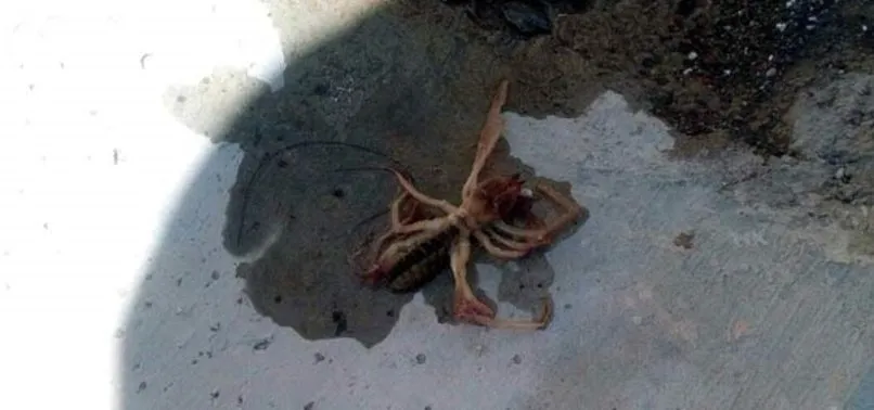 Et yiyen örümcek Kayseri'de görüldü A Haber En Son Haberler