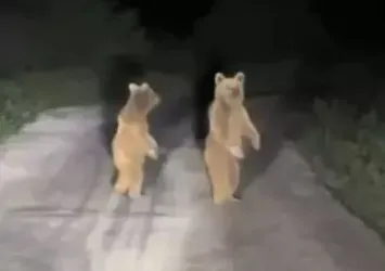 Yavru ayılar köy yoluna indi