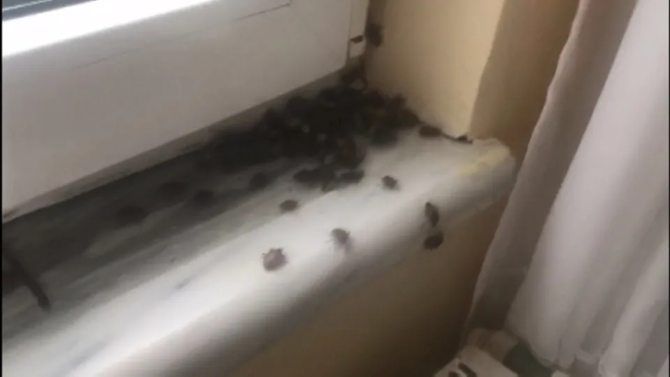 Vatandaşlar isyan etti! İstanbul’da kokarca böceği istilası