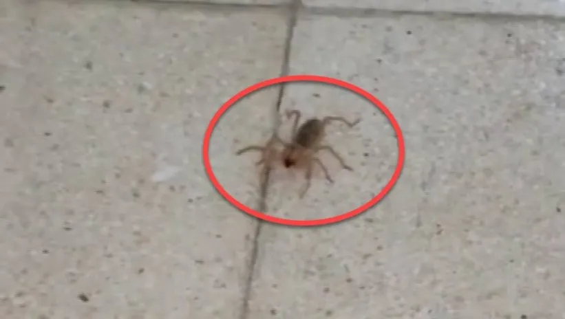 ❗Zehri bir insanı ölüme götürebiliyor❗O ilimizde ortaya çıktı