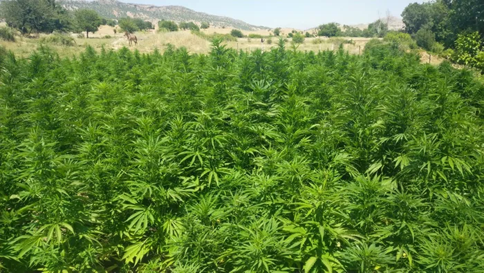 İçişleri Bakanlığı duyurdu: Diyarbakır'da 22 milyon kök kenevir ele geçirildi - 2