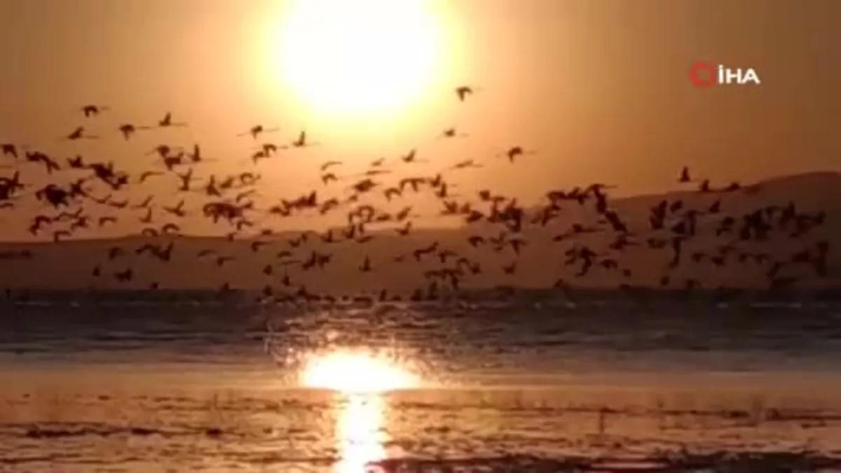 Van'da flamingolarla gün batımı