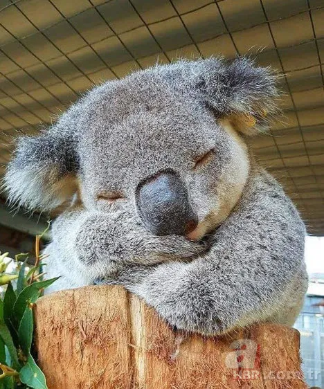 Böylesini daha önce hiç görmediniz 17